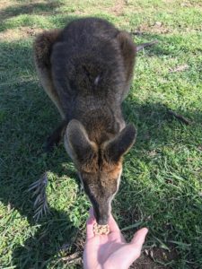 Koala Park Brisbane